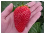 strawberry-1-1.jpg